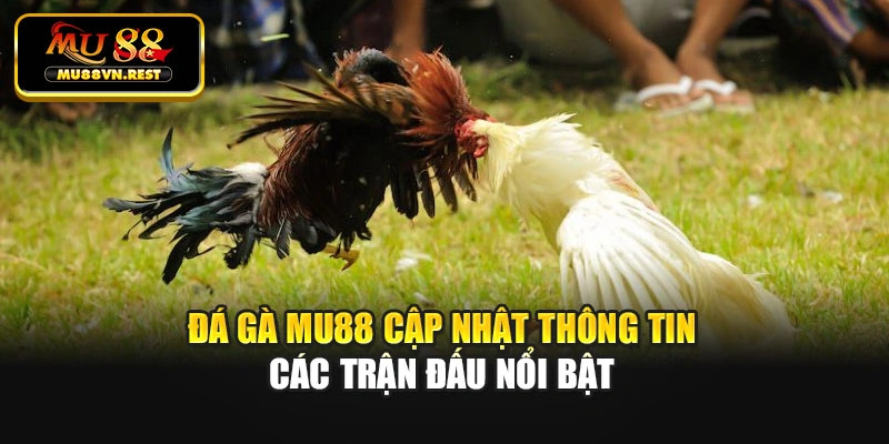 Đá gà MU88 cập nhật thông tin các trận đấu nổi bật