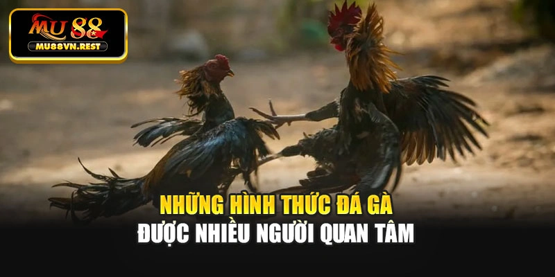 Những hình thức đá gà được nhiều người quan tâm